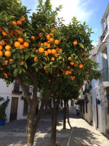Üppig tragende Orangenbäume sind in den Städten keine Seltenheit