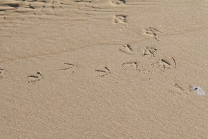 Deine Spuren im Sand...