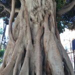 Die Wurzeln des uralten riesigen Baumes auf dem Platz vor der Kirche