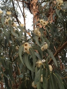 Eukalyptusblüten - Spätblüher