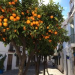 Orangenbäume in der Altstadt von Estepona