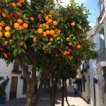 Üppig tragende Orangenbäume sind in den Städten keine Seltenheit