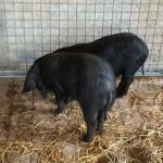 Die schwarzen Schweine, aus denen die mallorquinische Spezialität "Sobresada" gemacht wird