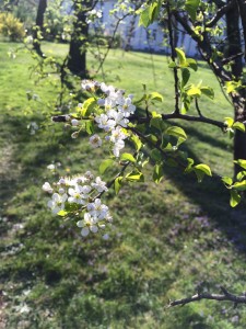 Baumblüte im Akaziengarten