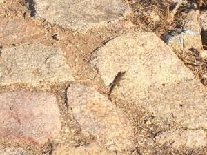 Die Geckos huschen in der Morgensonne über die Steine