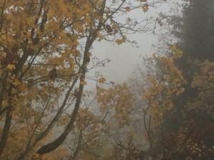 Dichter Nebel hält sich im Akaziengarten