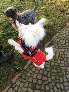 Nico mit Hundefreundin im Park