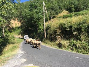 Hier laufen die Schafe …und die Autos fahren besser heim