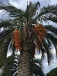Palme mit Fruchtständen …